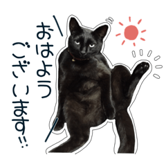 [LINEスタンプ] 黒猫好きの為の敬語スタンプ