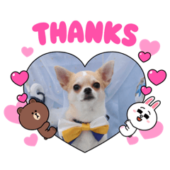 [LINEスタンプ] チワワのみるくぷりんここあ