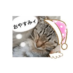 [LINEスタンプ] 日常で使える♡癒やしの猫スタンプ♡
