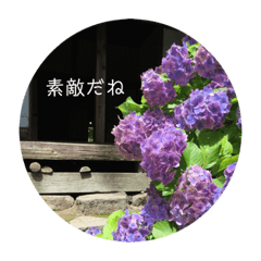 [LINEスタンプ] お花との暮らし