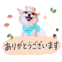 [LINEスタンプ] チワワのメロン♥敬語