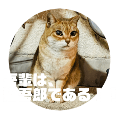 [LINEスタンプ] 猫吾郎