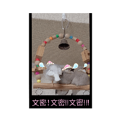 [LINEスタンプ] MAKOTOさん家の文鳥4