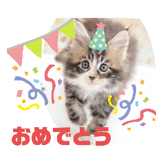 [LINEスタンプ] 日常使いのメインクーンスタンプ