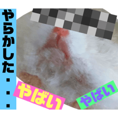 [LINEスタンプ] 「ハムスター」きなこたん