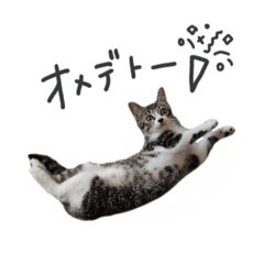 [LINEスタンプ] はなちゃん(2)