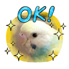[LINEスタンプ] セキセイインコのミィちゃん♡♪2☆