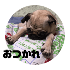 [LINEスタンプ] パグのうめちゃま一言〜日常編〜