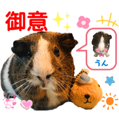[LINEスタンプ] 毎日・大人可愛いモルモットファミリーLOVE