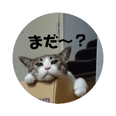 [LINEスタンプ] まろ大好きの画像（メイン）