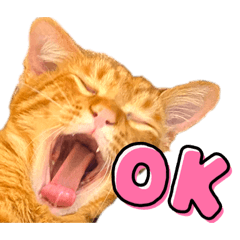 [LINEスタンプ] うちの茶トラたち 2