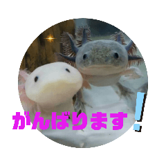 [LINEスタンプ] みんなと一緒 2