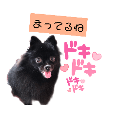 [LINEスタンプ] 黒ポメラニアンのでびるる