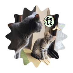 [LINEスタンプ] オスニャンズにゃん