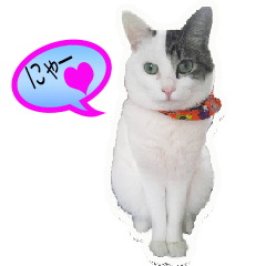 [LINEスタンプ] 猫たちの暮らし