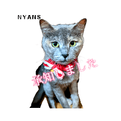 [LINEスタンプ] 動物愛護団体NYANS⑤
