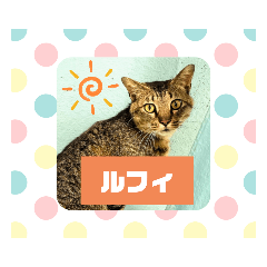 [LINEスタンプ] ルフィが歩けるようになる支援スタンプR＆G