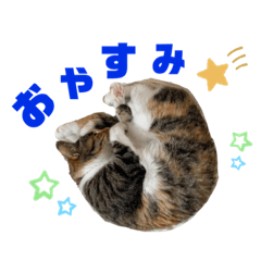 [LINEスタンプ] 癒しにゃんこks