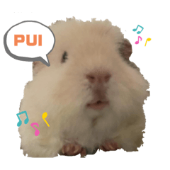 [LINEスタンプ] うさぎ＆モルモット、たまにカメ