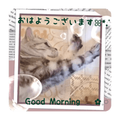 [LINEスタンプ] にゃんスタ☆あいさつSummer