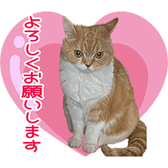 [LINEスタンプ] ニャンズのつぶやき♪