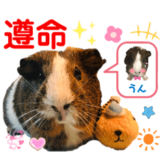 [LINEスタンプ] 毎日.可愛いモルモット(天竺鼠LOVE台湾語)