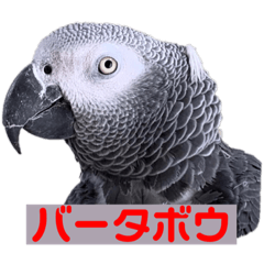 [LINEスタンプ] ヨウムのるいちゃんのおかしなスタンプ