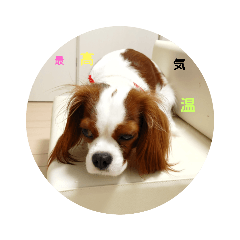 [LINEスタンプ] 私のワンチャン