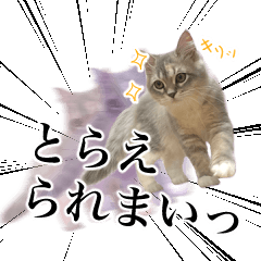 [LINEスタンプ] ハルちゃんの敬語スタンプ