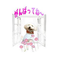 [LINEスタンプ] マルプーチェリーちゃんの日常スタンプ