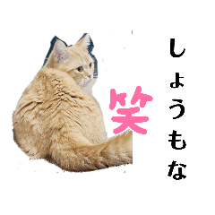 [LINEスタンプ] むぎ＆がんちゃん関西弁混じりのスタンプ