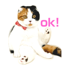 [LINEスタンプ] クナちゃんのハッピースタンプ