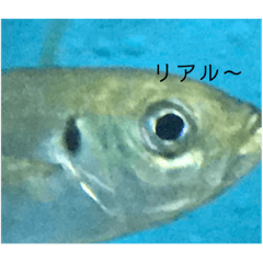 [LINEスタンプ] アジだもん4    リアルバージョン