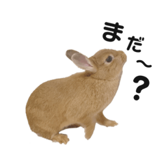 [LINEスタンプ] うさぎのうにさん(使える日常ver.)