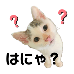 [LINEスタンプ] 紫友会 保護犬猫のキュンスタンプ❤️
