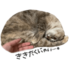 [LINEスタンプ] 一郎ちゃん家のメルたん