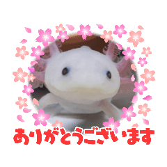 [LINEスタンプ] ウーパーもちこと一緒