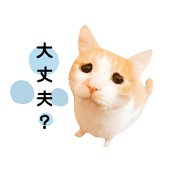 [LINEスタンプ] でぶれおにゃんこ6