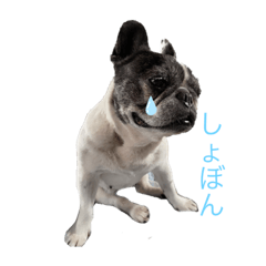 [LINEスタンプ] フレンチブルドッグのパン