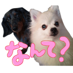 [LINEスタンプ] ぺーはーめーけー