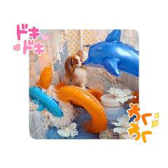 [LINEスタンプ] ぱぴぱぴパピヨン32