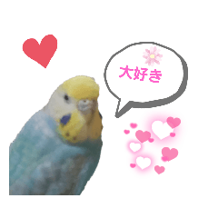 [LINEスタンプ] 可愛い❤️せきせいいんこ！！