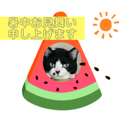 [LINEスタンプ] はちわれ日和＊なな4＊