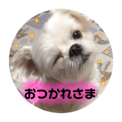 [LINEスタンプ] 白いチワマルのバニラ2