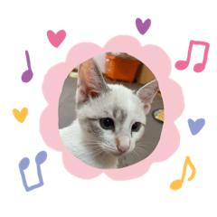 [LINEスタンプ] ブルーアイモカ