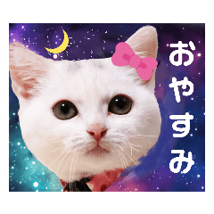 [LINEスタンプ] 見やすく可愛い猫スタンプ！短足だっていい