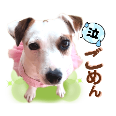 [LINEスタンプ] 愛犬♡ハナコのスタンプ13