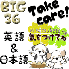 [LINEスタンプ] 【Big】シーズー犬36『英語＆日本語』
