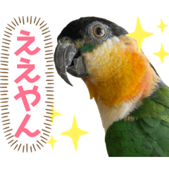 [LINEスタンプ] ズグロシロハラインコの日常