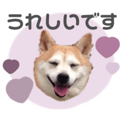 [LINEスタンプ] 柴犬のむぅ♪